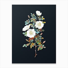 Vintage White Burnet Roses Botanical Watercolor Illustration on Dark Teal Blue Canvas Print