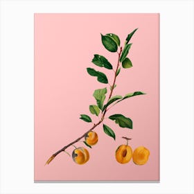 Vintage Apricot Botanical on Soft Pink n.0341 Canvas Print