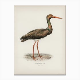 Black Stork (Ciconia Nigra), The Von Wright Brothers Canvas Print