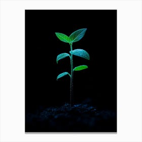 Young Green Plant On Black Background 8 Canvas Print