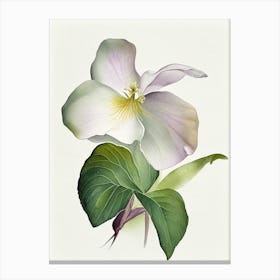 Trillium Wildflower Watercolour 2 Canvas Print