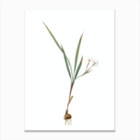Vintage Gladiolus Inclinatus Botanical Illustration on Pure White Canvas Print