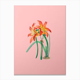 Vintage Meadow Habranthus Flower Botanical on Soft Pink n.0962 Canvas Print