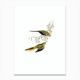 Vintage Elegant Grass Parakeet Bird Illustration on Pure White Canvas Print
