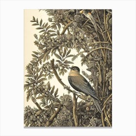 Cuckoo Haeckel Style Vintage Illustration Bird Canvas Print