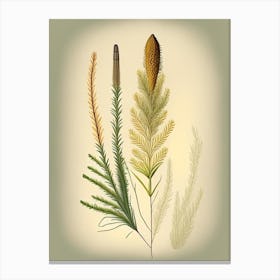Horsetail Spices And Herbs Retro Drawing 1 Canvas Print