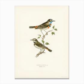 Bluethroat (Cyanecula Svecica), The Von Wright Brothers Canvas Print