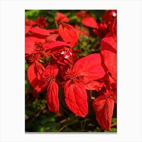 Red quisqualls plant flowers Canvas Print