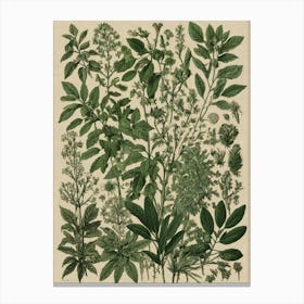 Botanical painting Canvas Print