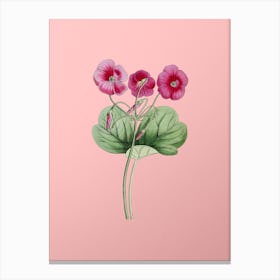 Vintage Bowie's Oxalis Botanical on Soft Pink n.0916 Canvas Print