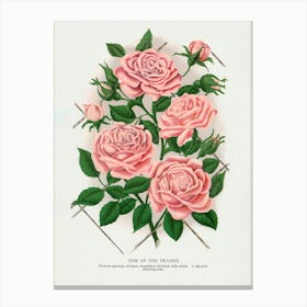 Vintage Botanical Pink Rose, Gem of the Prairie Lithograph Art Print _2697924 Canvas Print