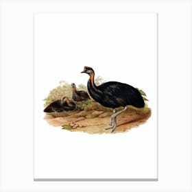Vintage Northern One Wattled Cassowary Bird Illustration on Pure White n.0334 Canvas Print