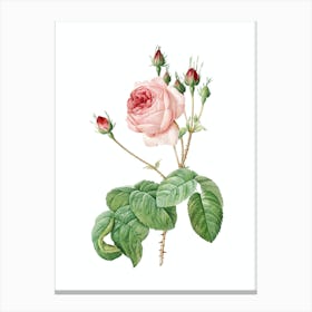Vintage Cabbage Rose Botanical Illustration on Pure White n.0250 Canvas Print