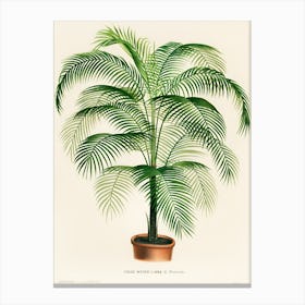 A lithograph of Cocos Weddelliana Canvas Print