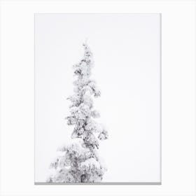 Snow Covered Tree Canvas Print