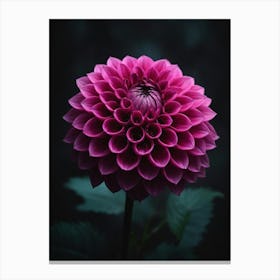 Pink Flower On Black Background Canvas Print