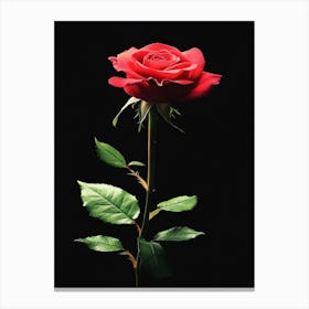 Red Rose On Black Background 6 Canvas Print