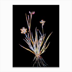 Stained Glass Yellow Eyed Grass Mosaic Botanical Illustration on Black n.0036 Canvas Print