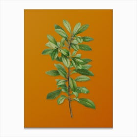 Vintage Firetree Branch Plant Botanical on Sunset Orange n.0054 Canvas Print