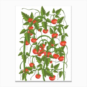 Tomato Plant Canvas Print