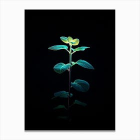 Plant On A Black Background Canvas Print