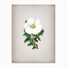 Vintage Mexican Poppy Flower Branch Botanical on Parchment n.0433 Canvas Print