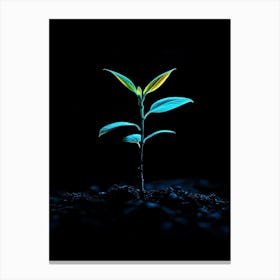 Young Plant Sprouting From The Ground Canvas Print