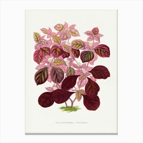 Vintage Botanical Art Print _2643248 Canvas Print