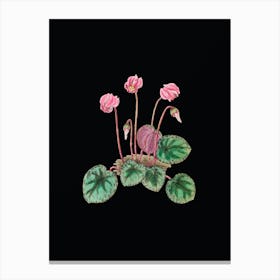 Vintage Shore Cyclamen Flower Botanical Illustration on Solid Black n.0665 Canvas Print