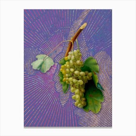 Vintage Grape Vine Botanical Illustration on Veri Peri n.0160 Canvas Print