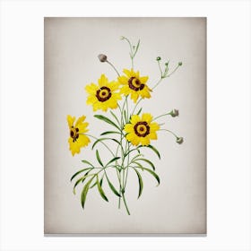 Vintage Coreopsis Elegans Botanical on Parchment n.0957 Canvas Print