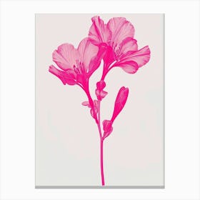 Hot Pink Freesia 1 Canvas Print