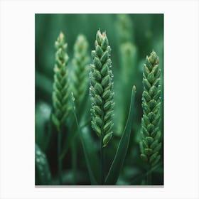 Green Wheat In A Field Canvas Print