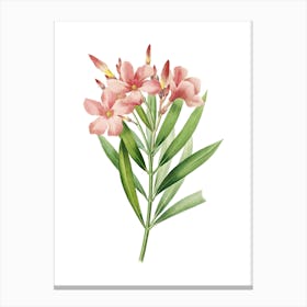 Vintage Oleander Botanical Illustration on Pure White n.0316 Canvas Print