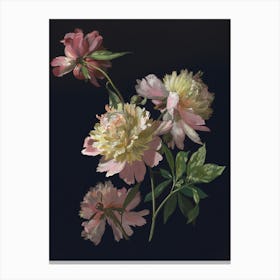 Peonies 3 Canvas Print