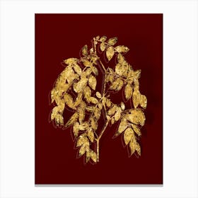 Vintage Jujube Botanical in Gold on Red n.0296 Canvas Print