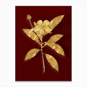 Vintage Loblolly Bay Botanical in Gold on Red n.0100 Canvas Print