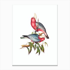 Vintage Rose Breasted Cockatoo Galah Bird Illustration on Pure White n.0299 Canvas Print