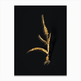 Vintage Ixia Plantaginea Botanical in Gold on Black n.0105 Canvas Print
