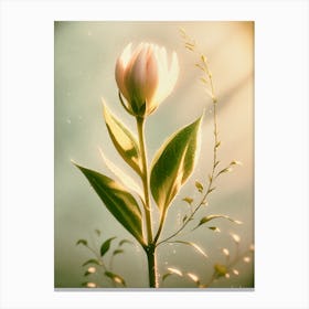 Flower In The Sun Canvas Print