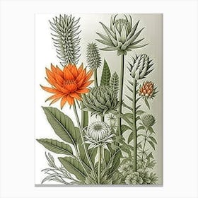 Botanical Illustration Canvas Print