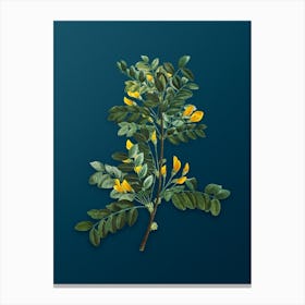 Vintage Siberian Pea Tree Botanical Art on Teal Blue n.0126 Canvas Print