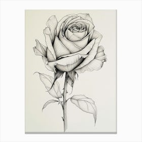 English Rose Black And White Line Drawing 7 Canvas Print
