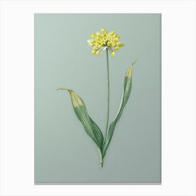 Vintage Golden Garlic Botanical Art on Mint Green n.0685 Canvas Print