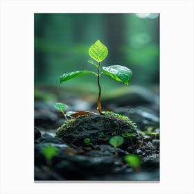 Tree Growing On A Rock Canvas Print