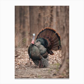 Turkey In Forest Canvas Print