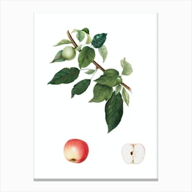 Vintage Apple Botanical Illustration on Pure White n.0409 Canvas Print