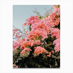 Pink Bougainvillea, flowers in Puglia, Italy| travel photography Canvas Print