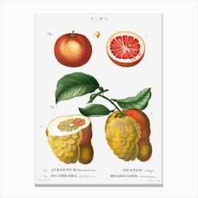Blood Orange, Pierre Joseph Redoute Canvas Print