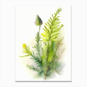 Club Moss Wildflower Watercolour 2 Canvas Print